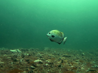 African spadefish
