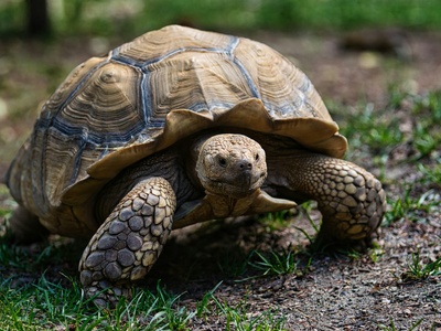 African spurred tortoise