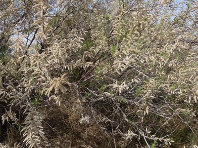 African Tamarisk