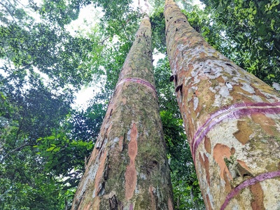 African Teak