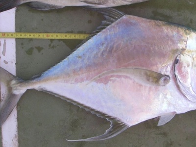 African threadfish