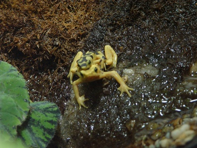 African Tiger Frog
