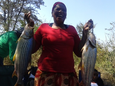African tigerfish
