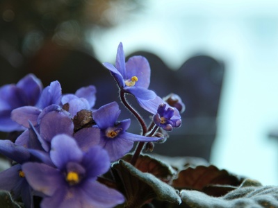 African Violet