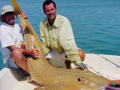 African wedgefish
