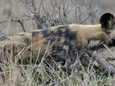 African Wild Dog