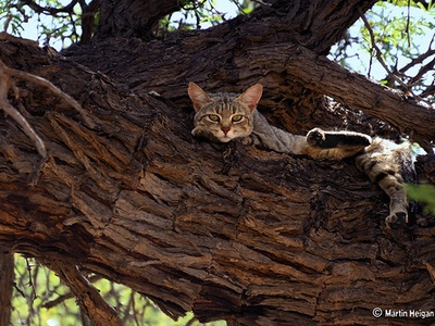 African Wildcat