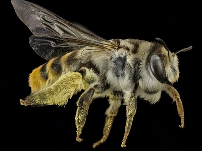 Africanized honey bee (killer bee)