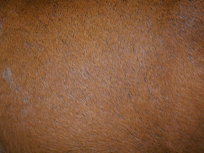 Afrormosia