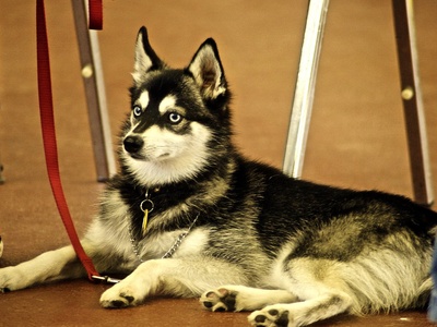 Alaskan Klee Kai