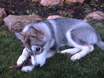 Alaskan Malamute