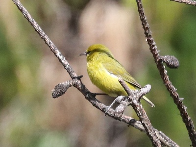 ʻAlauahio