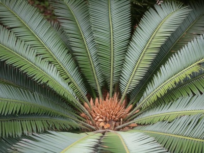 Albany Cycad