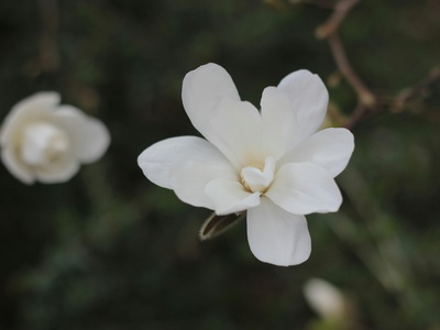 Aleppo Jasmine