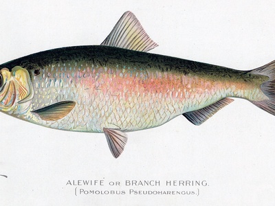 Alewife
