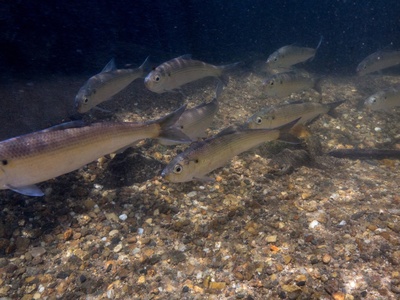 Alewife