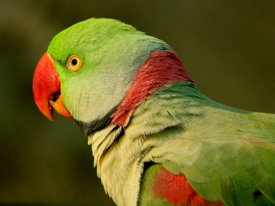 Alexandrine Parakeet