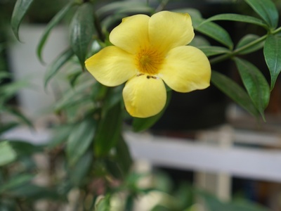 Allamanda