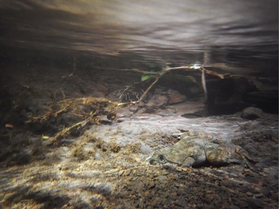 Allen's Slippery Frog