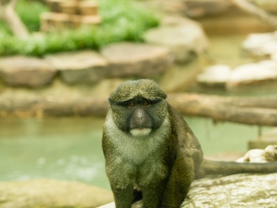 Allen's Swamp Monkey