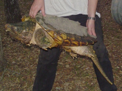 Alligator Snapping Turtle