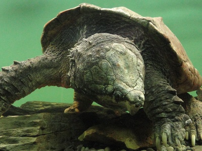 Alligator Snapping Turtle