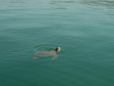 Alligator Snapping Turtle