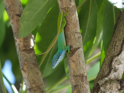 Allison's Anole (Cuban Blue Anole)