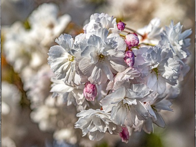Alpenrose