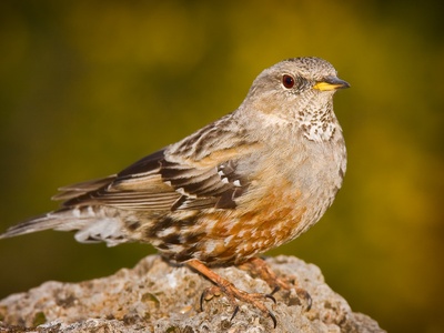 Alpine Accentor