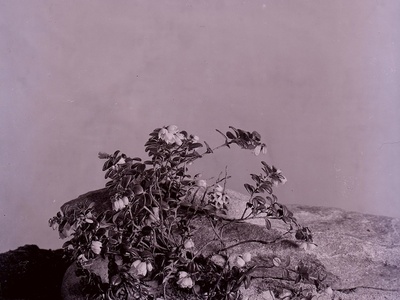Alpine Bearberry