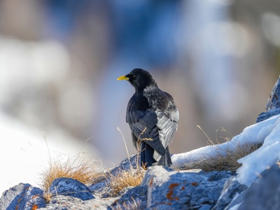 Alpine chough