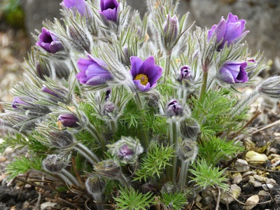 Alpine pasqueflower