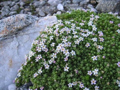 Alpine rock-jasmine