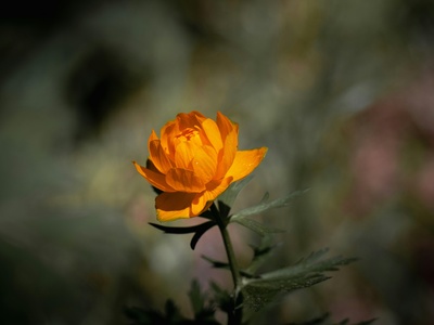 Altai Globeflower
