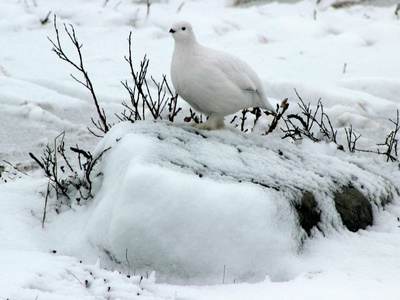 Altai Snowcock