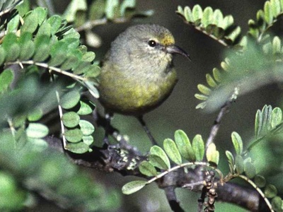 ʻAmakihi