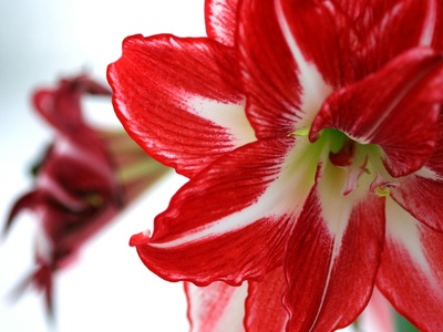Amaryllis