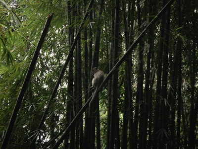 Amazon bamboo rat