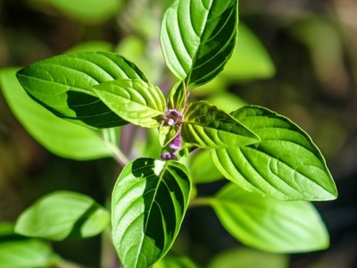 Amazonian Basil