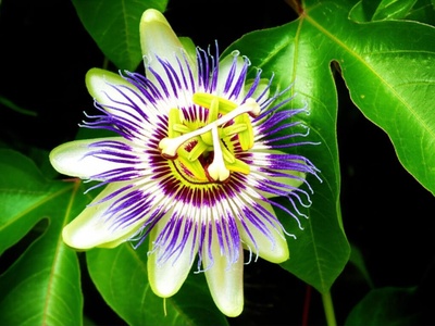 Amazonian Passionflower