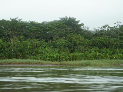 Amazonian Sarsaparilla