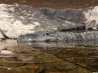American Alligator