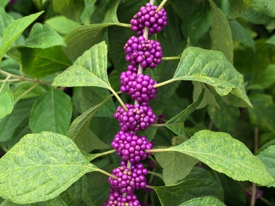 American Beautyberry