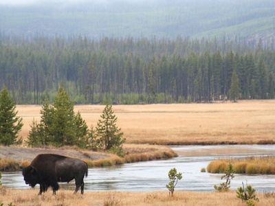 American bison