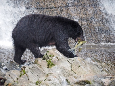 American Black Bear