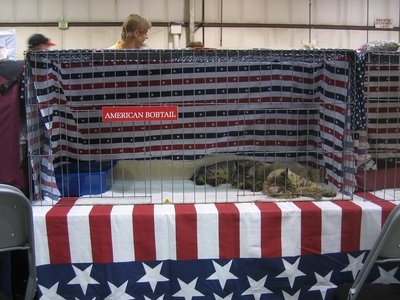 American Bobtail