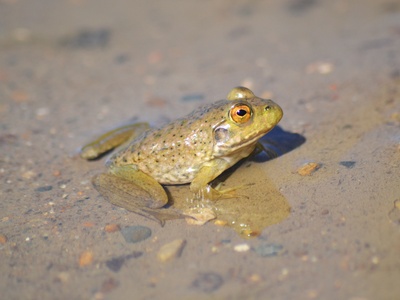 American bullfrog