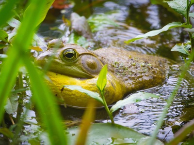 American bullfrog