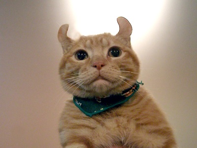 American Curl